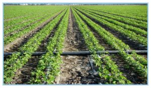 لوله پلی اتیلن چیست: یک رزین مصنوعی چند منظوره ساخته شده از پلیمریزاسیون اتیلن می باشد ، لوله پلی اتیلن یکی از خانواده های مهم پلیمر می باشد . این پلاستیک در جهان به طور گسترده ای مورد استفاده قرار می گیرد، که می توان به بسته بندی مواد غذایی و … اشاره نمود .