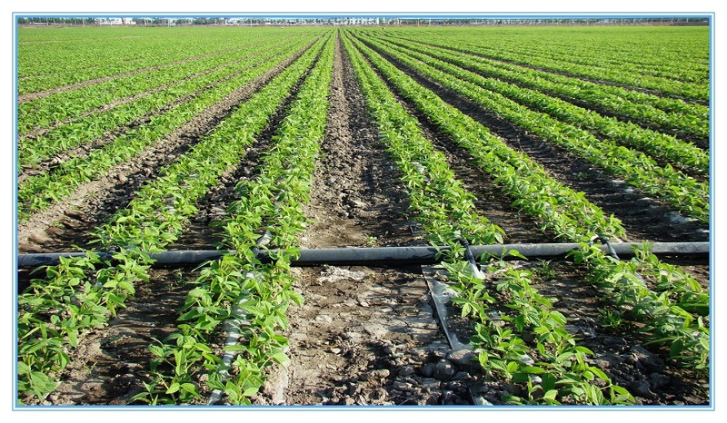 لوله پلی اتیلن چیست: یک رزین مصنوعی چند منظوره ساخته شده از پلیمریزاسیون اتیلن می باشد ، لوله پلی اتیلن یکی از خانواده های مهم پلیمر می باشد . این پلاستیک در جهان به طور گسترده ای مورد استفاده قرار می گیرد، که می توان به بسته بندی مواد غذایی و … اشاره نمود .